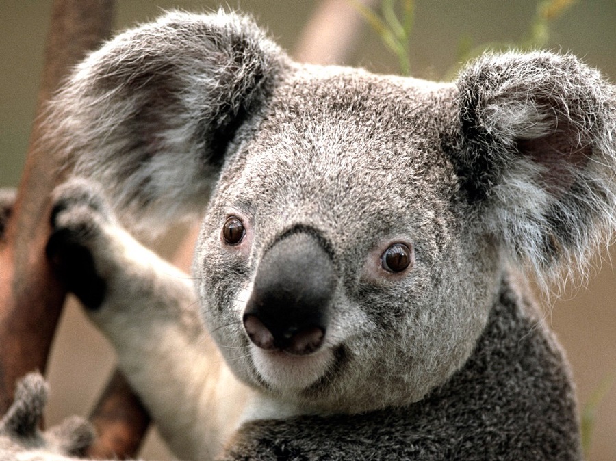 Bär